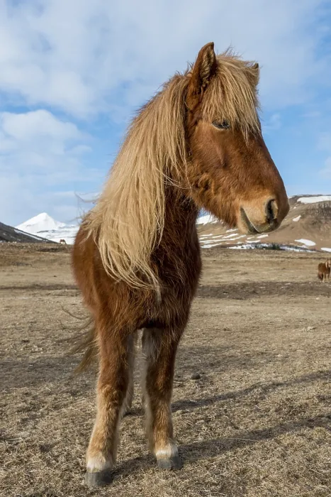 Framed Print : Icelandic horse (Equus islandicus)