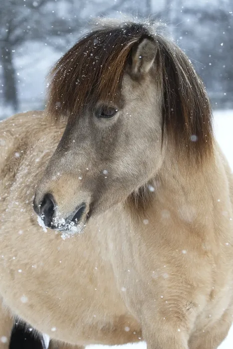 Framed Print : Icelandic horse (Equus islandicus)