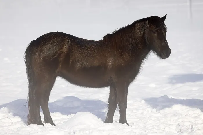 Framed Print : Icelandic horse (Equus islandicus)