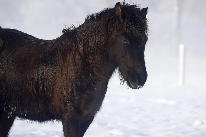 Framed Print : Icelandic horse (Equus islandicus)