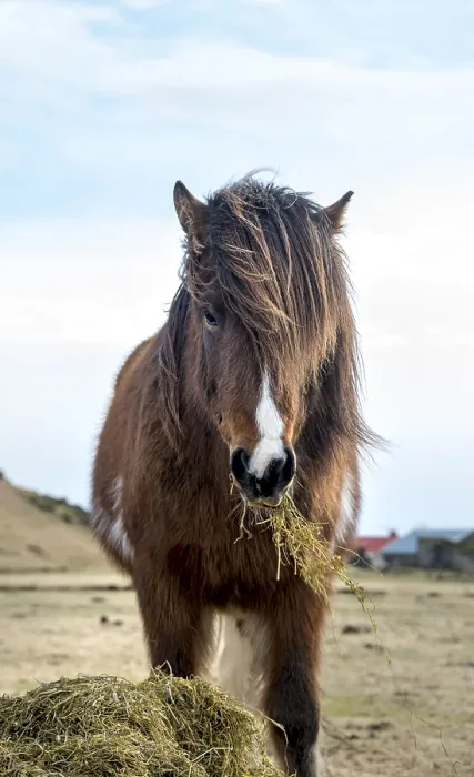 Framed Print : Icelandic horse (Equus islandicus) eats hay