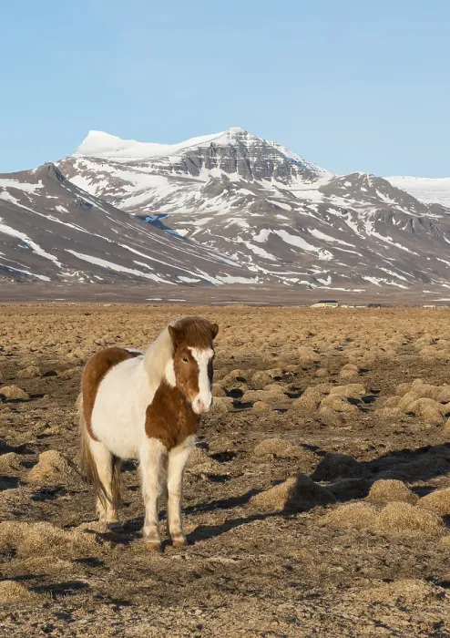 Framed Print : Icelandic horse (Equus islandicus) in front of snow-covered mountains