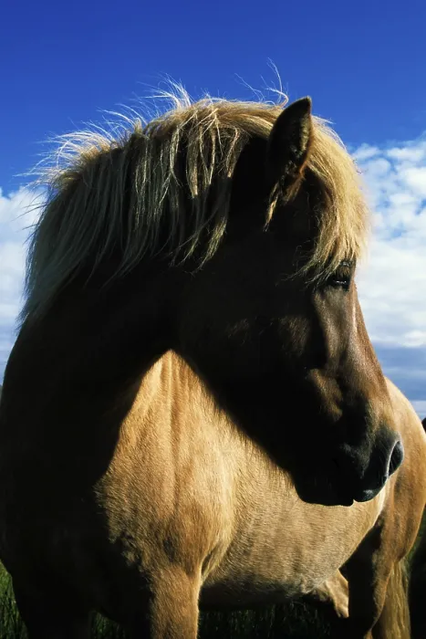 Framed Print : Icelandic horse, Iceland, Atlantic Ocean, Europe