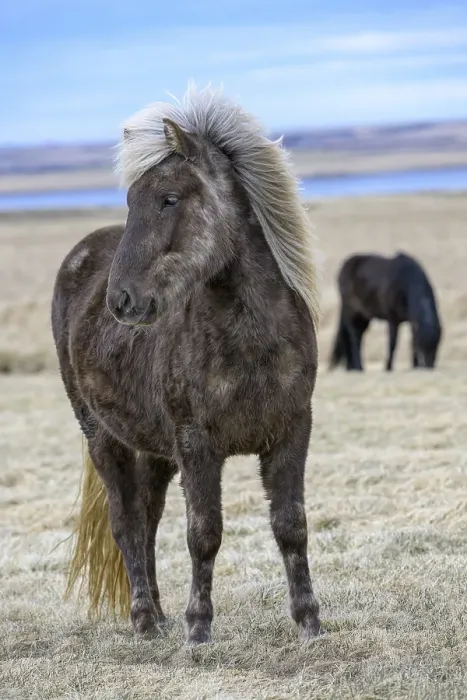 Framed Print : Icelandic horse, Iceland, Europe Framed Print : Icelandic horse, Iceland, Europe