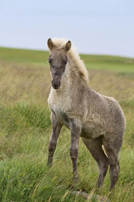 Framed Print : Icelandic Horse, Icelandic Pony