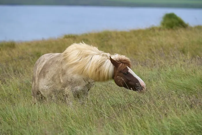 Framed Print : Icelandic Horse, Icelandic Pony, Iceland, Europe