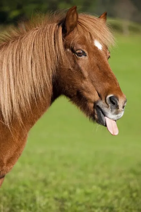 Framed Print : Icelandic horse with tongue out