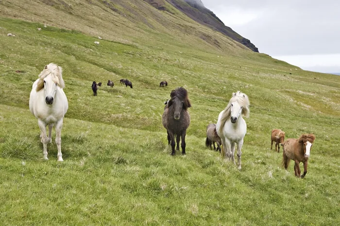 Framed Print : Icelandic horses at Brunavik Bay