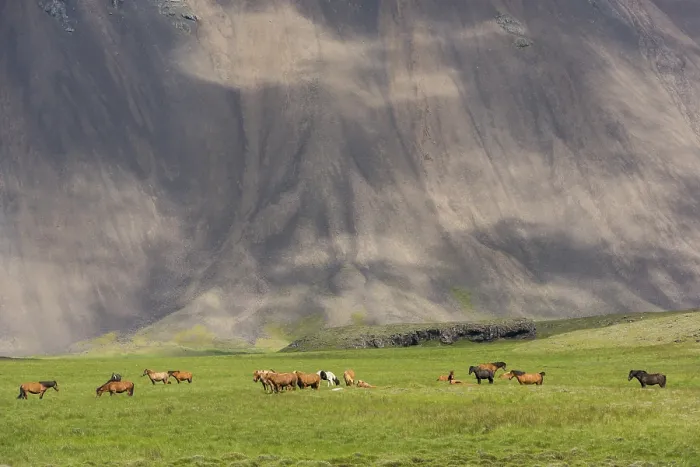 Framed Print : Icelandic Horses in a meadow and a mountain with clouds in the background on Iceland Framed Print : Icelandic Horses in a meadow and a mountain with clouds in the background on Iceland