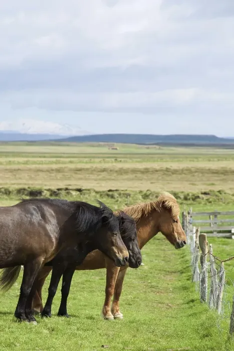 Framed Print : Icelandic horses on a pasture in the south of Iceland Framed Print : Icelandic horses on a pasture in the south of Iceland