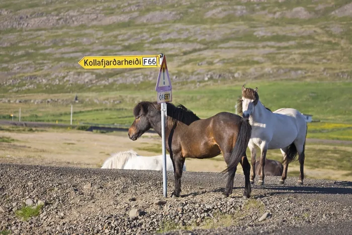 Framed Print : Icelandic Horses standing next to a directional sign