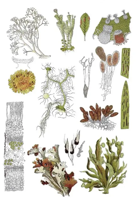 Framed Print : Icelandic lichen, Cetraria inlandica (bottom centre)