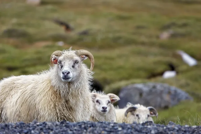 Framed Print : Icelandic sheep (Ovis), Valpjofsstaoir