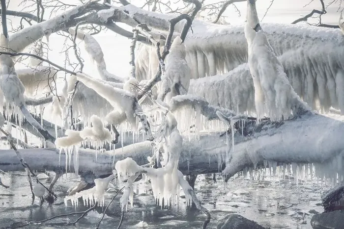 Framed Print : Icicles on a frozen tree by the seashore on a cold day in the winter