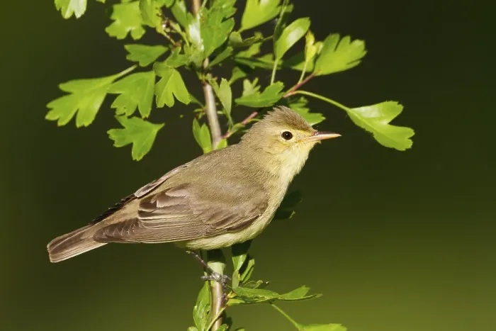 Framed Print : Icterine Warbler (Hippolais icterina)