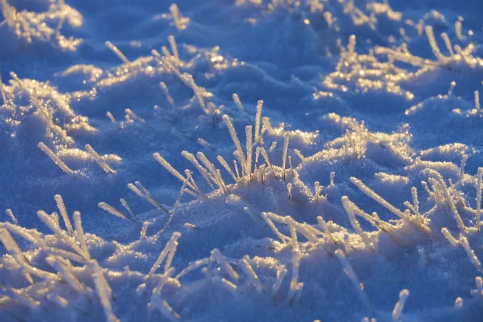 Framed Print : Icy blades of grass in the snow in blue morning light Framed Print : Icy blades of grass in the snow in blue morning light