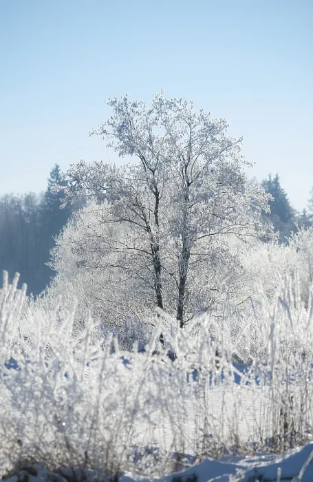Framed Print : An icy tree, black alder (Alnus glutinosa)