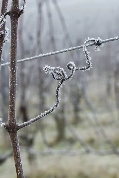 Framed Print : Icy vine in a foggy winter environment