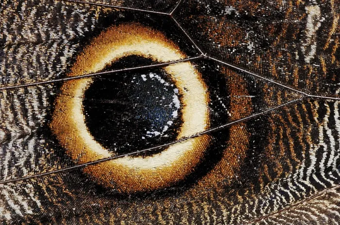 Framed Print : Idomeneus Giant Owl (Caligo idomeneus)