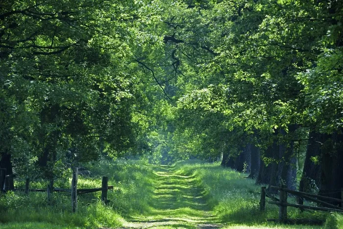 Framed Print : Idyllic avenue of old Oaks (Quercus) Framed Print : Idyllic avenue of old Oaks (Quercus)