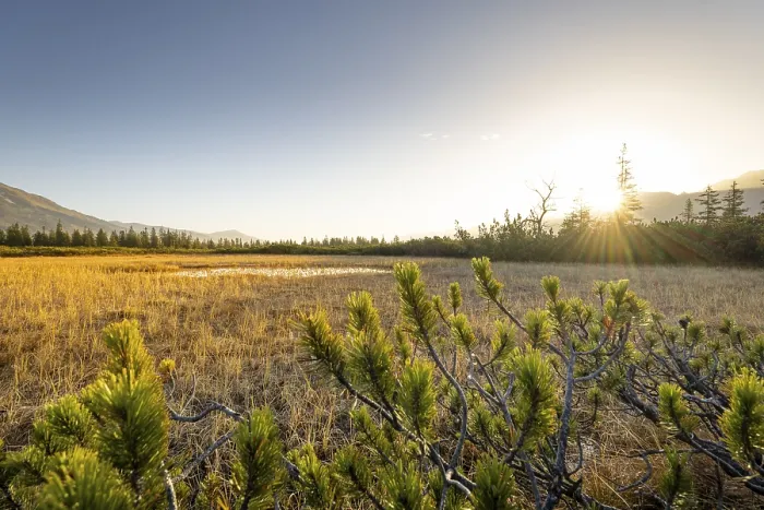 Framed Print : Idyllic landscape with grass field and trees in the sunrise light