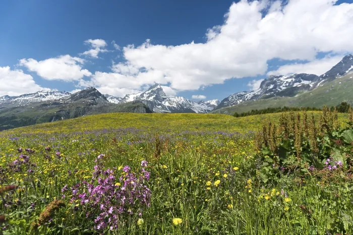 Framed Print : Idyllic mountain landscape in the summertime in the Swiss Alps