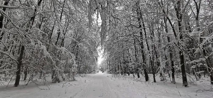 Framed Print : Idyllic, snow-covered forest trail with snow-covered trees on both sides