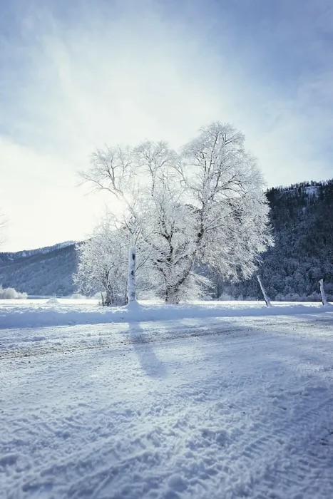 Framed Print : Idyllic winter landscape: snowy trees and fields Framed Print : Idyllic winter landscape: snowy trees and fields