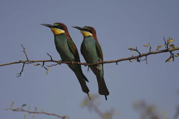 Framed Print : Iene-eaters, Merops apiaster, sitting on a branch