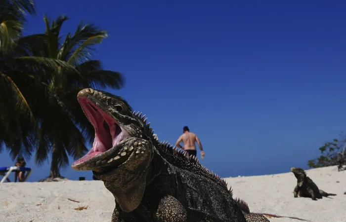 Framed Print : Iguana at the beach of the tropical cuban island Cayo Macho