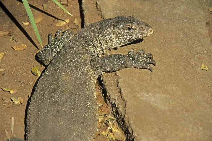 Framed Print : Iguana (Iguana iguana), crocodile farm