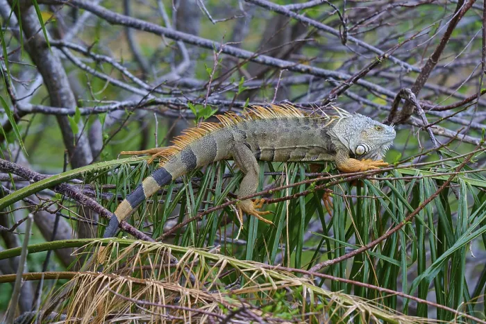 Framed Print : An iguana resting on branches surrounded by lush vegetation in the jungle Framed Print : An iguana resting on branches surrounded by lush vegetation in the jungle