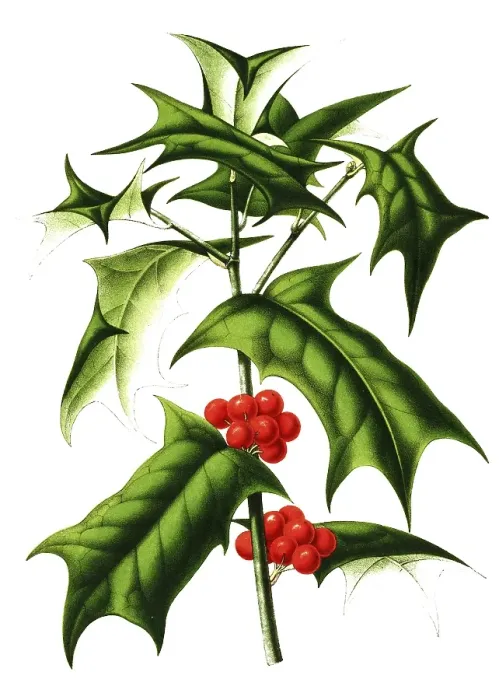 Framed Print : Ilex cornuta, Ilex cornuta, plant and flower, digitally reworked reproduction of an original from the 19th century Framed Print : Ilex cornuta, Ilex cornuta, plant and flower, digitally reworked reproduction of an original from the 19th century