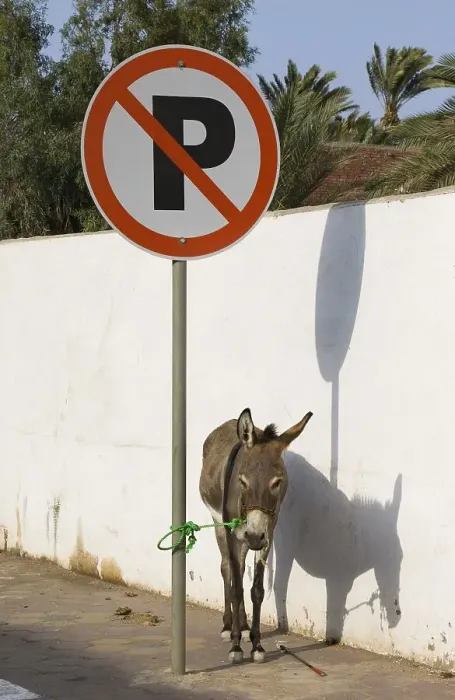 Framed Print : An illegally parked donkey, Egypt, Africa