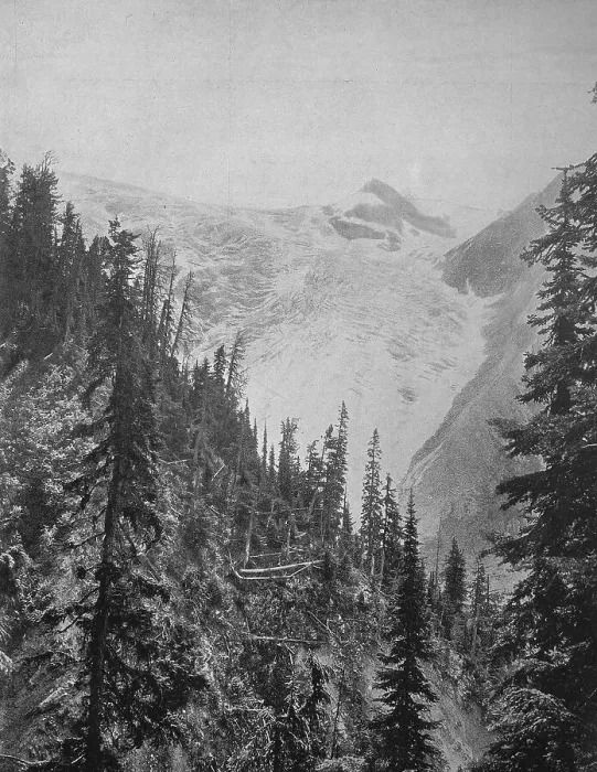 Framed Print : The Illicilliwaet Glacier, also Illecillewaet Glacier
