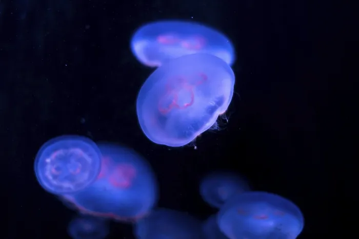 Framed Print : Illuminated jellyfish glide through the water