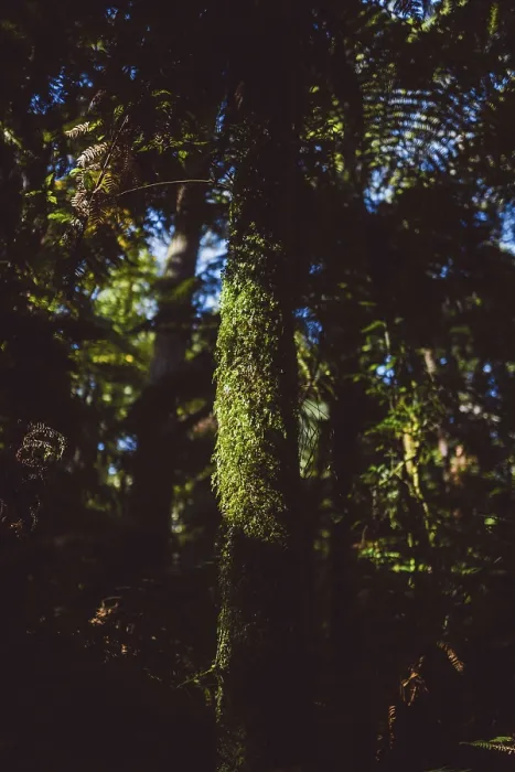 Framed Print : Illuminated moss-covered tree trunk in a redwood forest in Rotorua Framed Print : Illuminated moss-covered tree trunk in a redwood forest in Rotorua