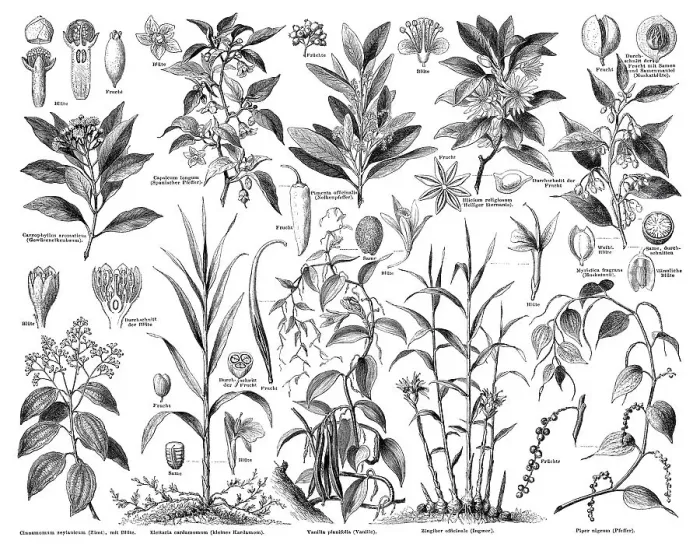 Framed Print : Illustration, herbs, Meyers Konversations-Lexikon encyclopaedia Framed Print : Illustration, herbs, Meyers Konversations-Lexikon encyclopaedia