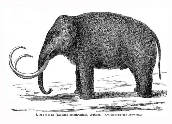 Framed Print : Illustration of a Mammoth (Elephas primigenius) Framed Print : Illustration of a Mammoth (Elephas primigenius)