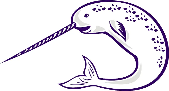 Framed Print : Illustration of narwhal Monodon monoceros unicorn whale witjh straight tusk tooth on isolated white background