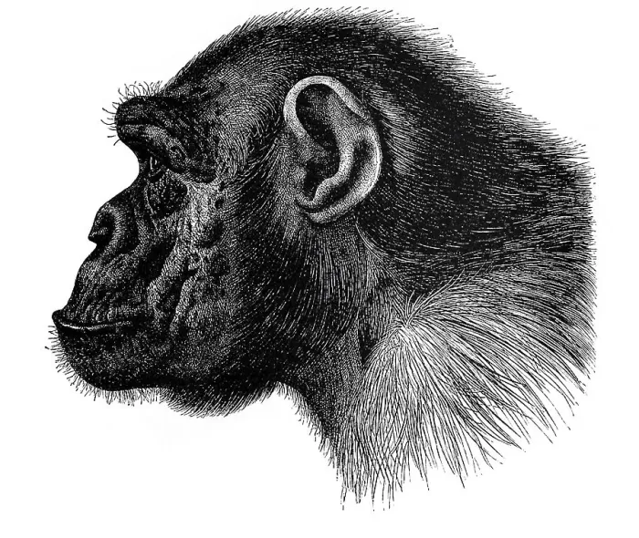 Framed Print : Illustration, portrait of a chimpanzee, profile