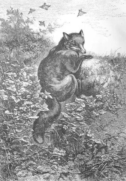 Framed Print : Illustration of a red fox (Vulpes vulpes)