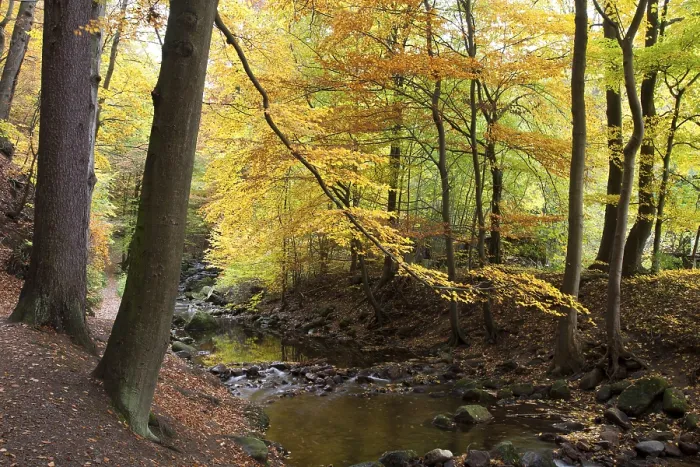 Framed Print : Ilse river in autumn, Ilsetal valley