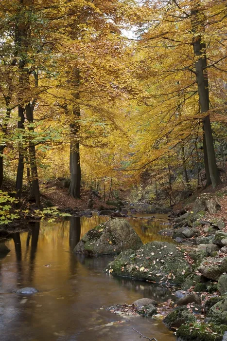 Framed Print : Ilse river in autumn, Ilsetal valley