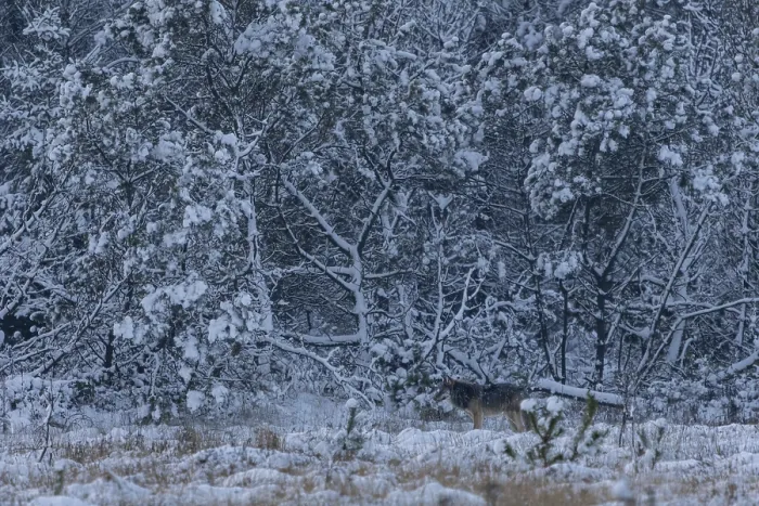Framed Print : I'm already stowing away my camera when an 8-month-old wolf pup (Canis lupus)