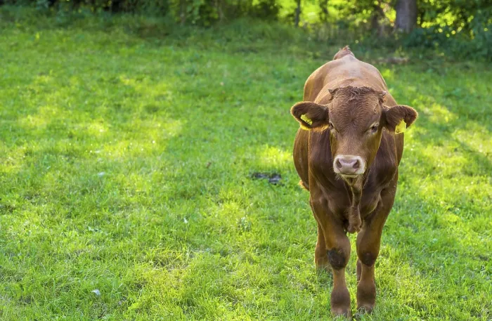 Framed Print : Image with a brown young cow in a green meadow