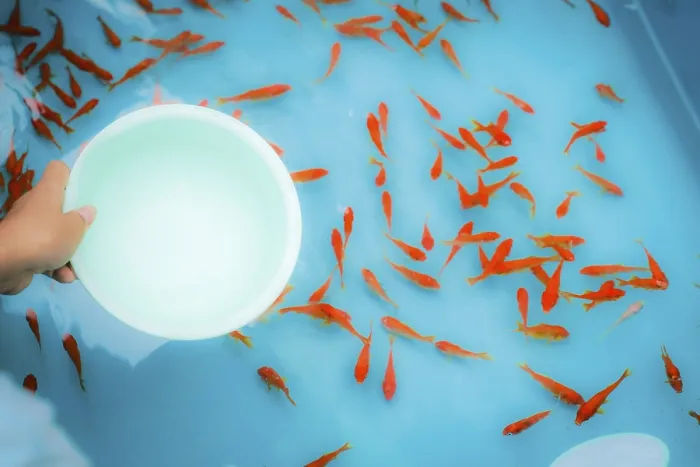 Framed Print : Image of goldfish salvation of summer festival
