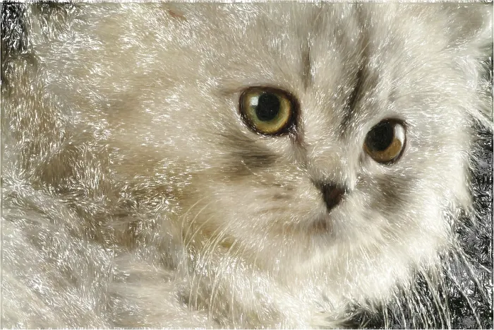 Framed Print : Image of a kitten close-up