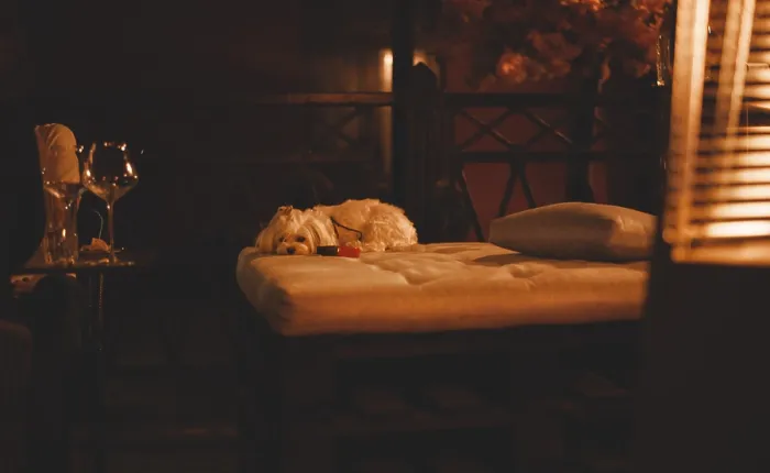 Framed Print : Image of a Maltese lapdog in a night bar with a fiery heater in the background Framed Print : Image of a Maltese lapdog in a night bar with a fiery heater in the background