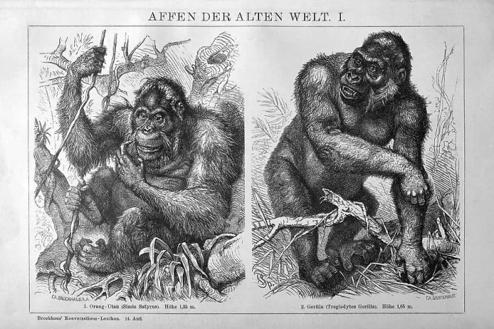 Framed Print : Image of an Orangutan (Simia satyrus) and a Gorilla (Troglodytes gorilla) next to each other